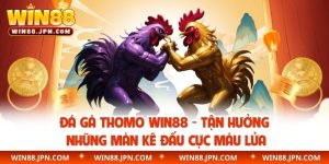 đá gà Thomo WIN88