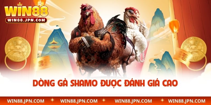Dòng gà Shamo được đánh giá cao