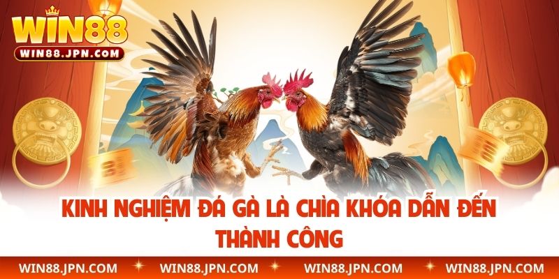Kinh nghiệm đá gà là chìa khóa dẫn đến thành công