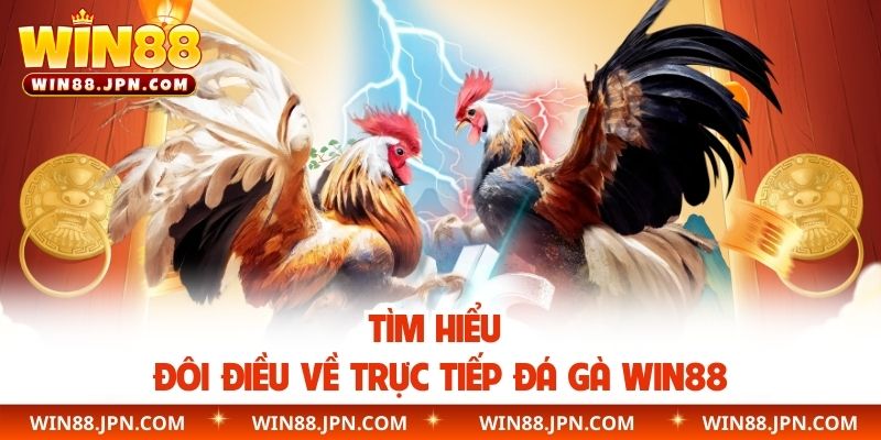Tìm hiểu đôi điều về trực tiếp đá gà WIN88